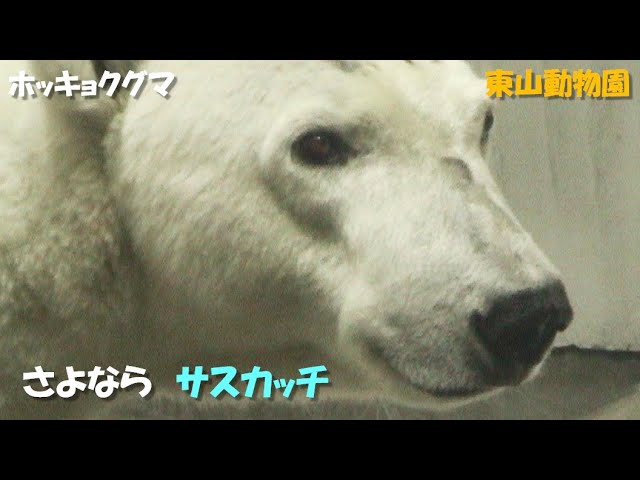 ホッキョクグマ】さよならサスカッチ（東山動物園）Polar bear