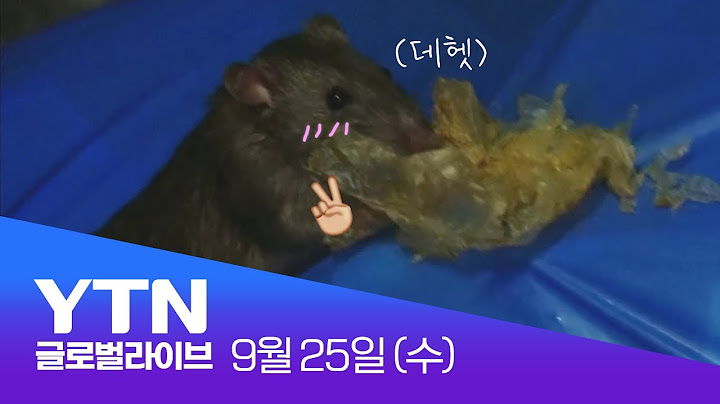 [반복재생] '길만 나가면 바글바글'...미국 쥐 잡기 대소동 | 미국에서 살아남기🇺🇸