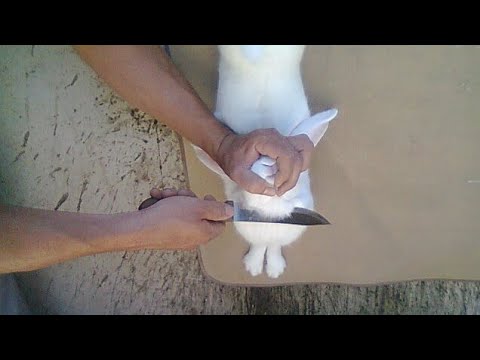 ذبح الارنب طريقة ذبح الارنب