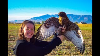 Falconry: Don't make this mistake trapping redtails