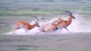 LION VS IMPALA | Surpise Lions Hunt Impalas While Fighting