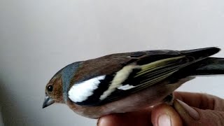 İspinoz Kuşu Yakaladım Kuş Tuzağı Nasıl Yapılır Işte En Etkilisi Saka, Bülbül, Serçe, Bakal,Çulluk
