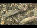 アマゴ（サツキマス）泳ぐ／郡上八幡いがわ小径