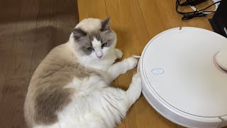 ロボット掃除機と戦う悪猫【ラグドールのとろちゃん】