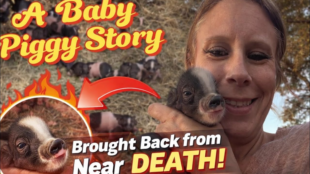 We Found This Piglet Almost Dead… Then THIS Happened