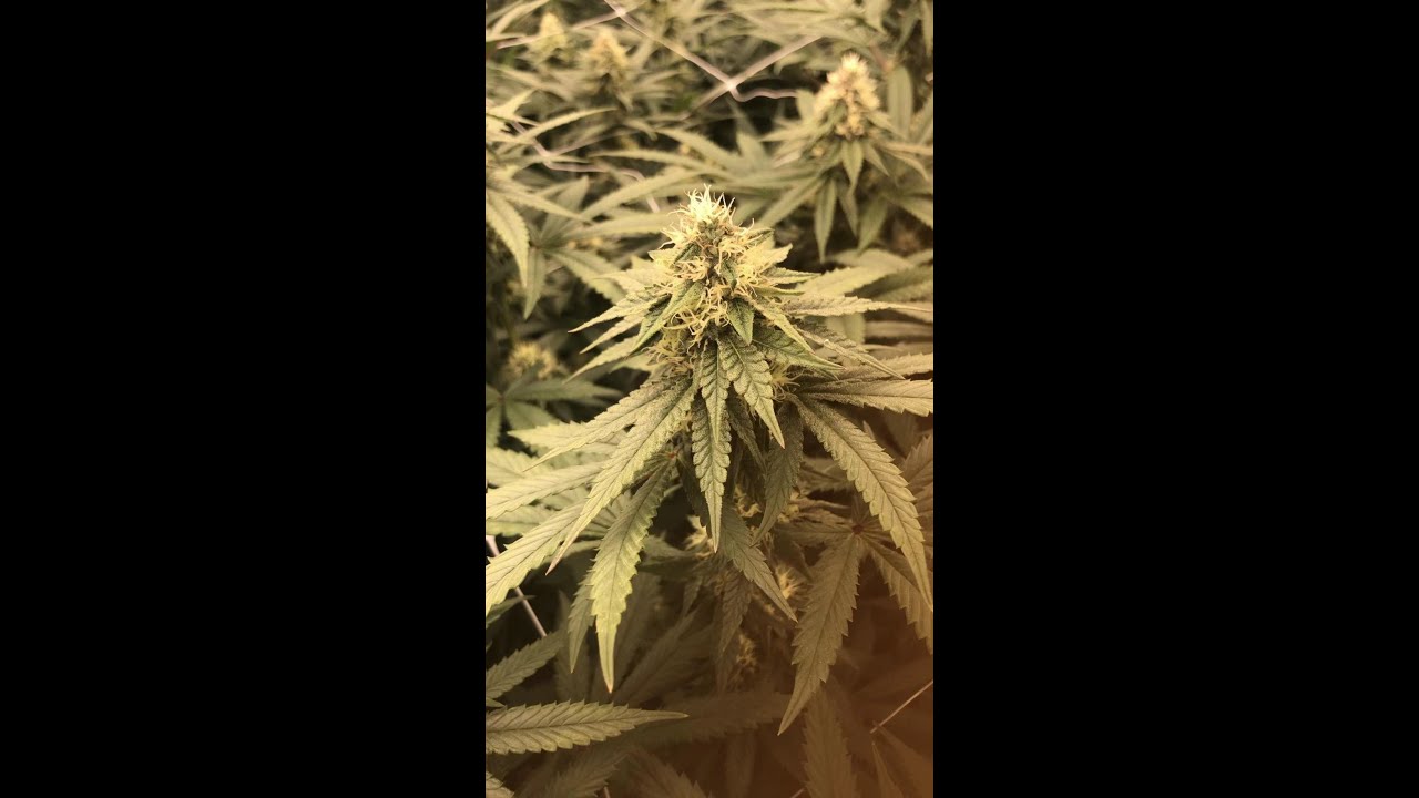 大麻开花期第3周 Youtube