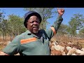 Ceekay Ncube a goat farmer in Plumtree speaks about the business of goat farming.