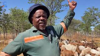 Ceekay Ncube a goat farmer in Plumtree speaks about the business of goat farming.