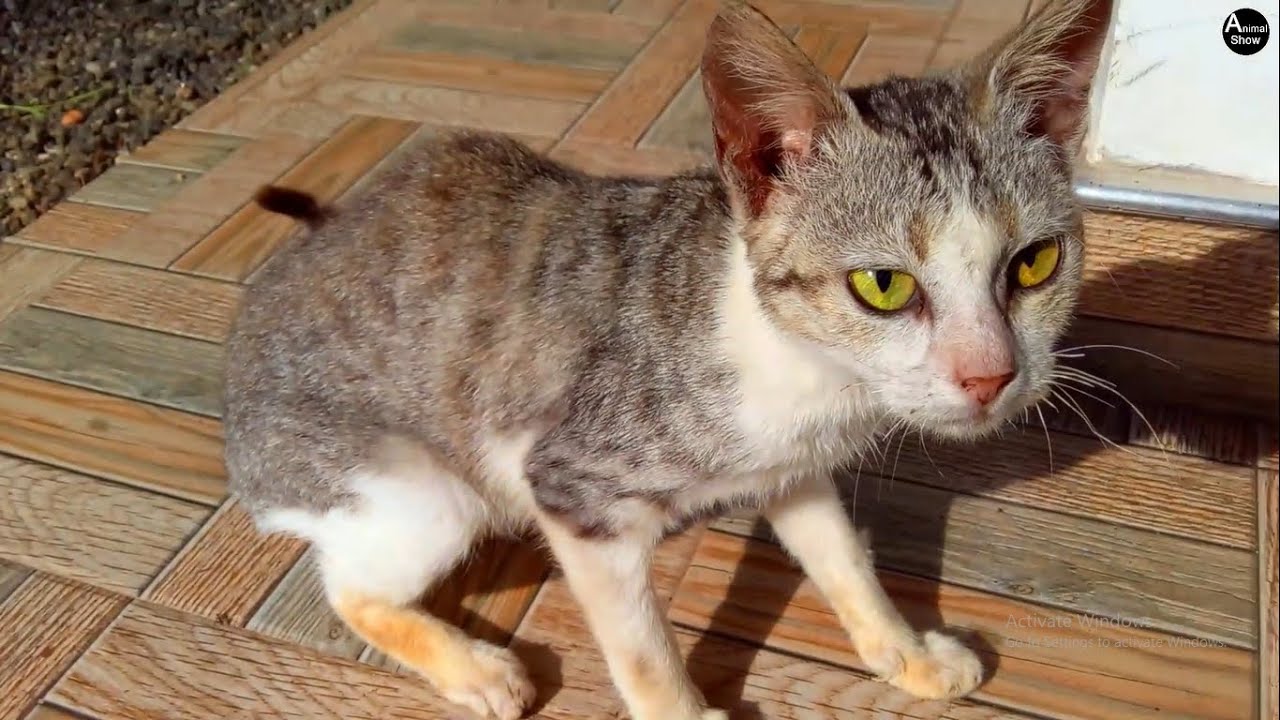 "Why Does My Cat Look Sick Every Day? | Warning Signs to Watch