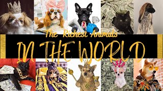 The RICHEST Animals [ Not Human ] In The World🌎 | The World's RICHEST Pets