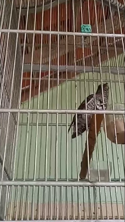 Burung kedasih Muda belajar Bunyi