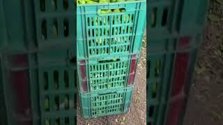 🌳🍋 Limón con semilla de los Tazumbos, Jalisco🇲🇽🇲🇽🌳🌳🍋🍋🚜🚜🫡🫡