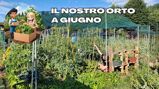 Piccoli Orti Grandi Raccolti Chi Siamo E Il Nostro Orto A Giugno