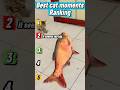 Funny moments cats#shorts