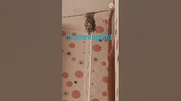 ##Hummingbird Nest in My home 🏡 💕 #smallest bird in the world #