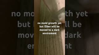 #mold #elber #day2 #fypシ