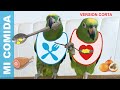 Loros comiendo (VERSION CORTA) | Amazing parrots eating their favorite foods!
