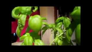 Fresh Basil in Winter?