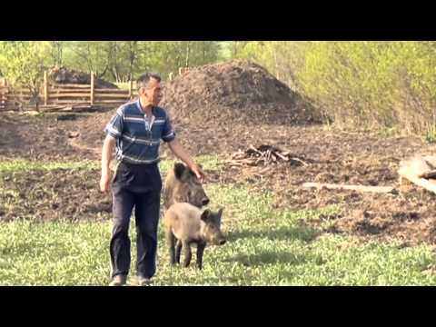 Лесной кабан