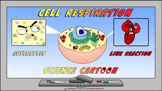 Glycolysis & The Link Reaction Made Easy | Animated Cartoon Video |