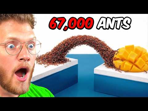 Reacting to Ants vs Obstacles!