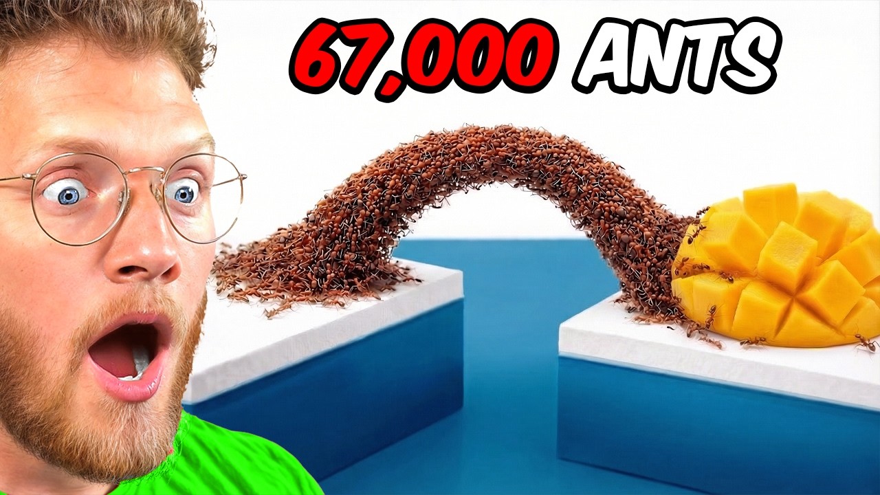 Reacting to Ants vs Obstacles!