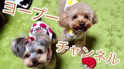 Dogsヨープー Youtube Dogsヨープー Youtube