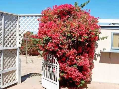 13240 E 50th Dr, Yuma, AZ home video tour