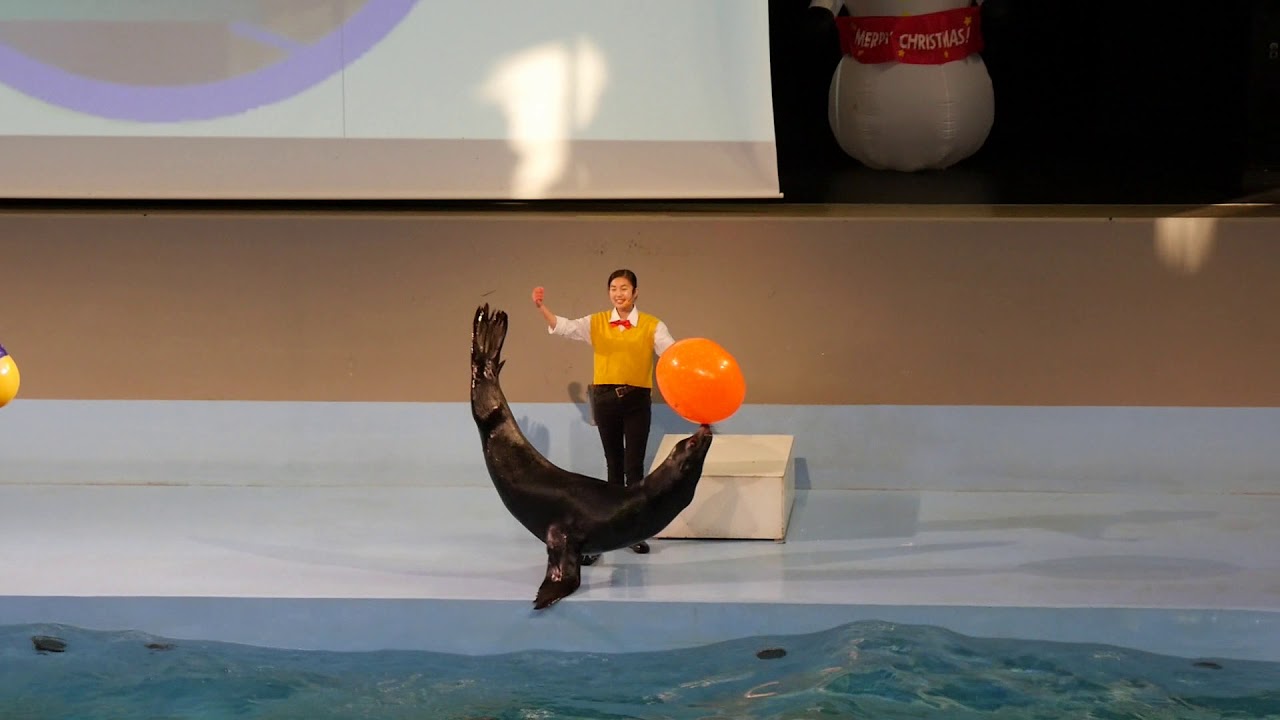 よみうりランド アシカショー2020/11/23(日)