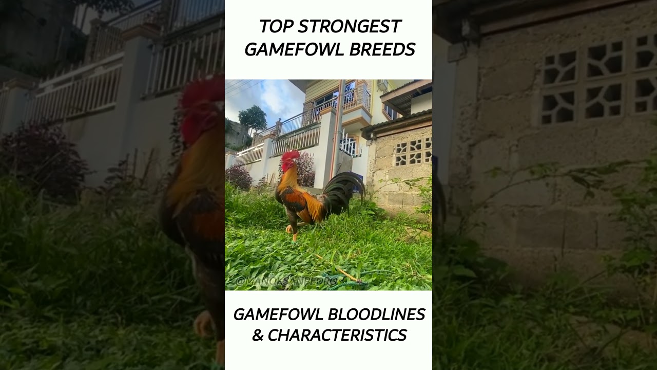 Top Gamefowl of the year 2024 