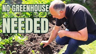 How to Grow Vegetables Year Round Without a Greenhouse UK Guide