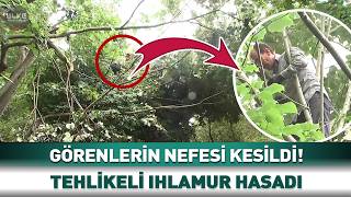 Görenlerin Nefesi Kesildi! Tehlikeli Ihlamur Hasadı⚠️