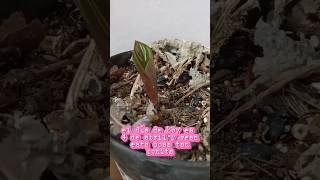 YA ESTÁ CRECIENDO 🪴🥰| #calatea #acompañame #plantas #señodelasplantas #cosasdeseñora #hogar