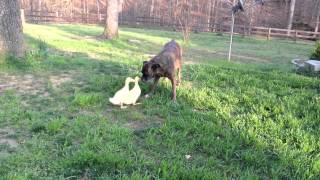 IMG_0164.MOV
