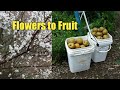Spring Flowers Turn Into Fruit