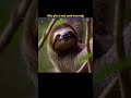 The Laziest Animal On Earth | #WatsPedia #sloth #facts