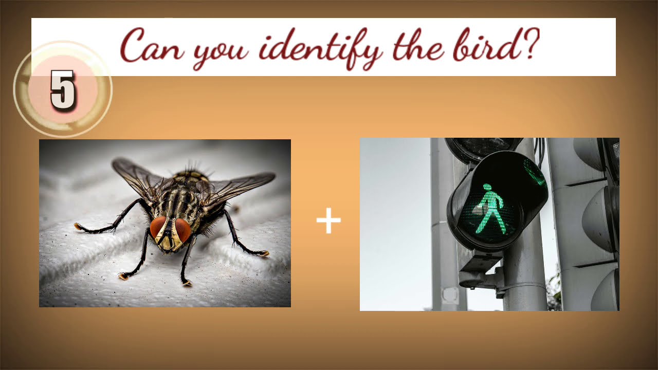 Fun riddles/ Birds riddles/Riddles in English 10 - YouTube