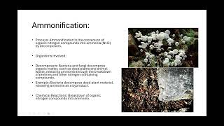 Nitrogen Cycle & Nutrient Cycling Biology Unit 2