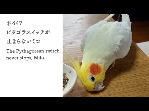 ♯447 ピタゴラスイッチが止まらないミロ｜The Pythagorean