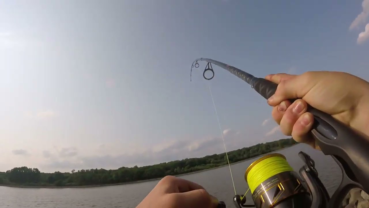 Nice blue catfish in the Delaware river
