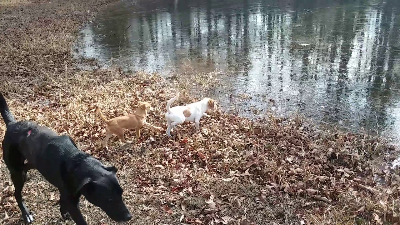 Funny Dogs On Ice in Quitman, AR.