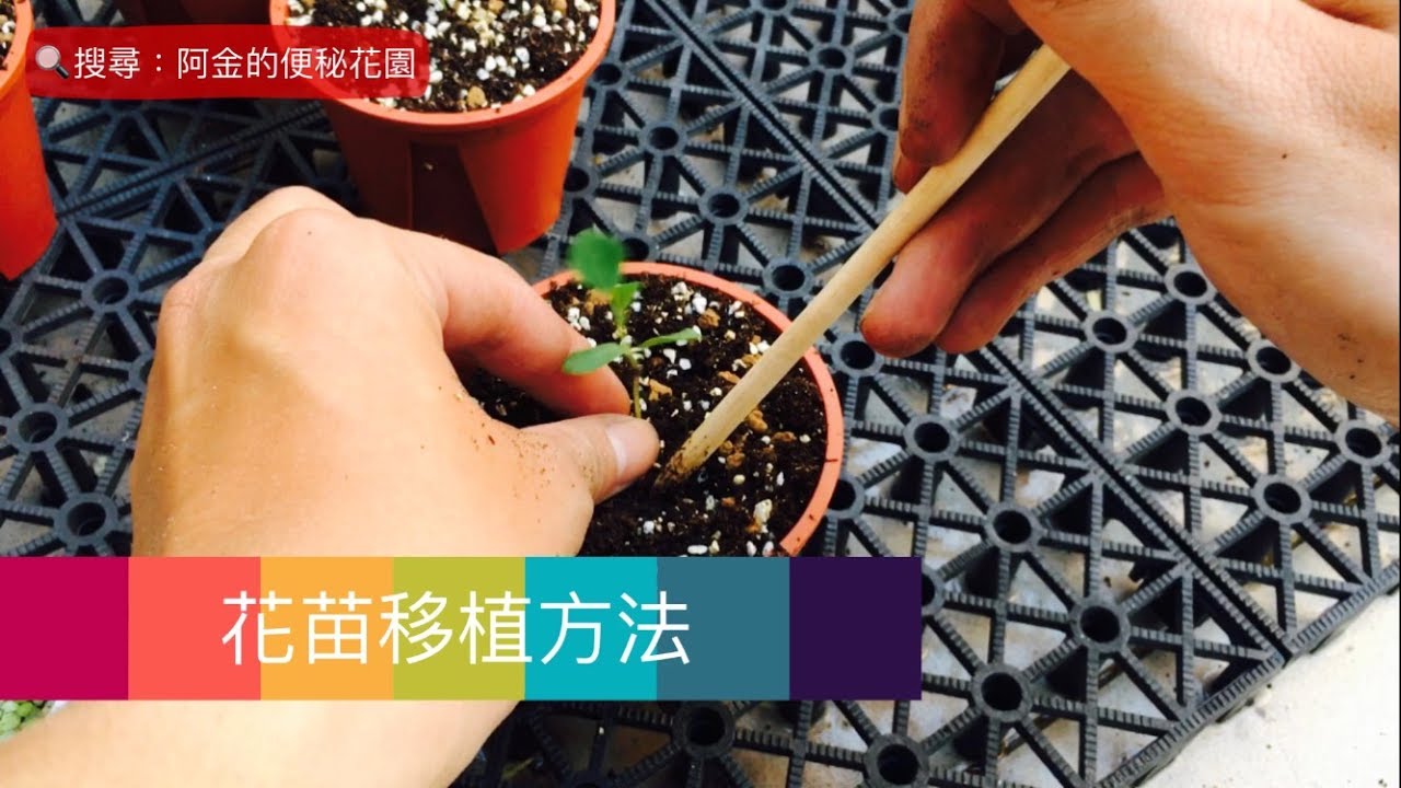 阿金的便秘花園 花苗移植方法教學片 沙漠豆transplanting Swainsona Formosa Youtube