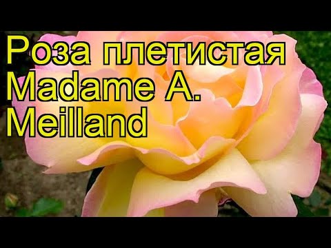 Бейне: Меилланд раушандары дегеніміз не?