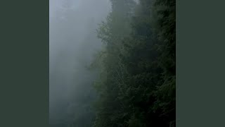 Celebrity Shadows in the Fog Wealth