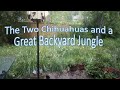 Two chihuahuas and a great backyard jungle feat the song be happy by dimash