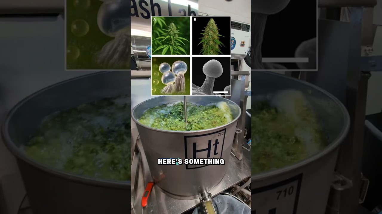 Я обращался с пивным хмелем как с гашишем, а затем отправил его в лабораторию.