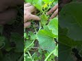 Come CIMARE le piante di MELONI #shorts #mattthefarmer #meloni