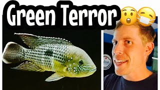 Green Terror Cichlid Care (Need to Know!)