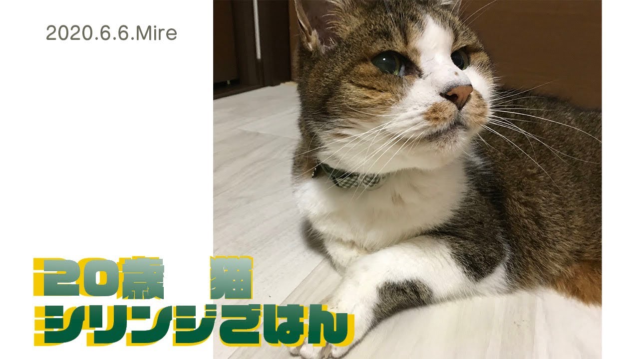 20歳猫のシリンジごはん 強制給餌 - YouTube