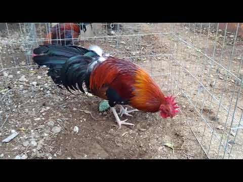 Gallo Whitehackle. - YouTube